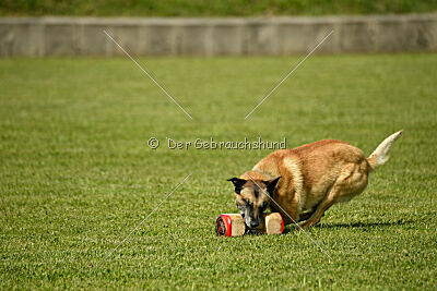 Serro de lorigine de faucon rouge